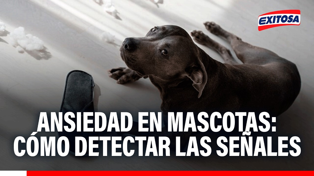 🔴🔵 Ansiedad en mascotas: Cómo detectas las señales de alerta y actuar a tiempo