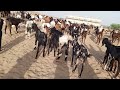 Goat Mating Process Male Goat Jumps On Female Goat Goat Breeding