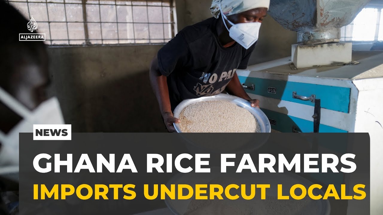 Ghana rice production: Imports undermine local farmers