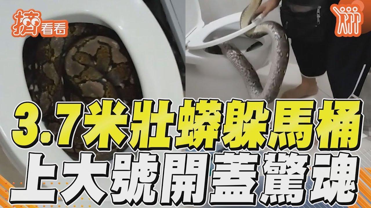 影音/3.7公尺肌肉巨蟒捲曲躲馬桶 住戶如廁開蓋驚魂屎意消了