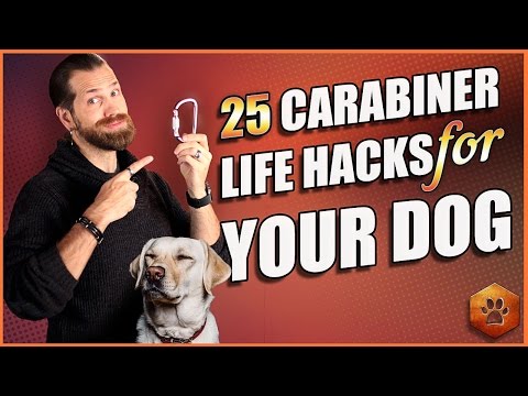 The Most Useful Dog Accessory You Don't Own?