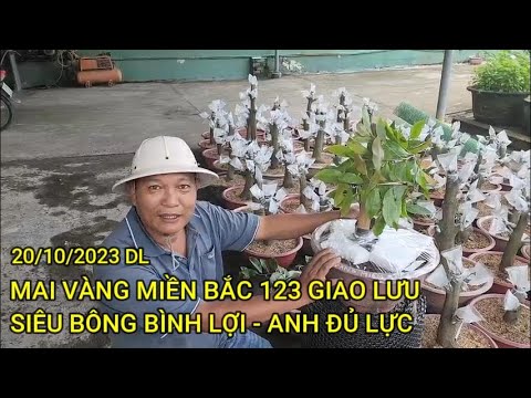 🔴 QBS23476 - MAI VÀNG MIỀN BẮC 123 MUA GIỐNG SIÊU BÔNG BÌNH LỢI CỦA ANH ĐỦ LỰC | SIÊU BÔNG BÌNH LỢI