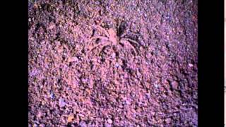 Una peligrosa araña Sicarius en mi casa