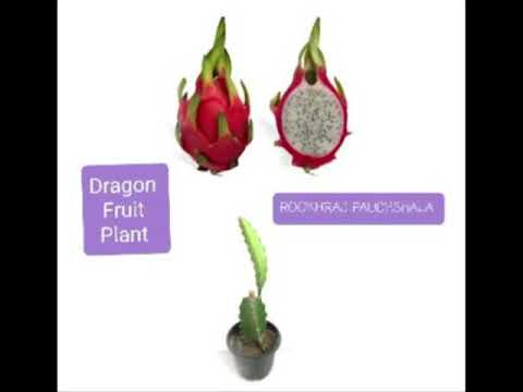 White Full Sun Exposure Dragon Fruit Plant, Kamalam Plant , Pitaya Cactus, Hylocereus Undatus, For Fruits