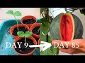 Growing watermelon 2 - Sugar Baby Melon, from seed to harvest!