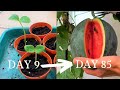 Growing Watermelon 2 Sugar Baby Melon From Seed To Harvest