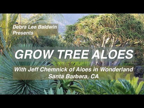 Succulent Aloes barbarae and 'Hercules' for Gardens