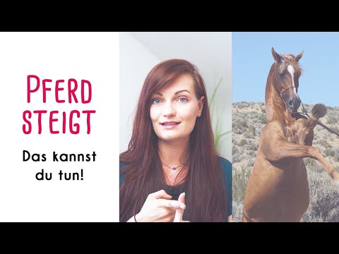 Mein Pferd steigt | Was kann ich tun wenn ... ?