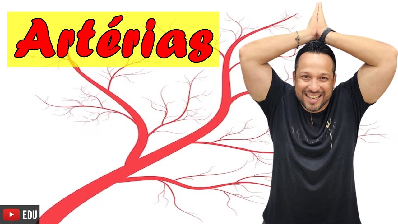 Artéria - Características Gerais e Funções - Tipos de Vasos Sanguíneos - Sistema Cardiovascular