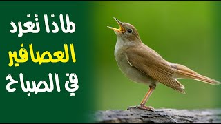 لماذا تغرد العصافير في الصباح الباكر بالتحديد ؟