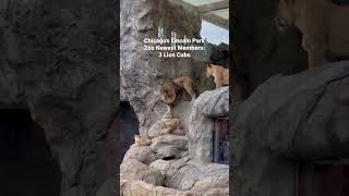 The Lincoln Park Zoo in Chicago 3 Cute Lion Cubs playing around #chicago