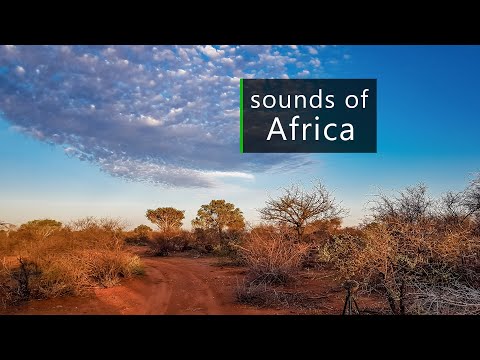 Nature and wildlife sounds from the African savanna