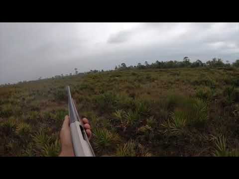 Kalik    Hunting Dog "in training"  Ha!