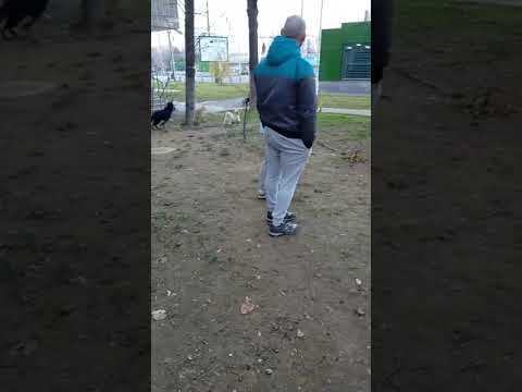 Aston și cățelușii :)