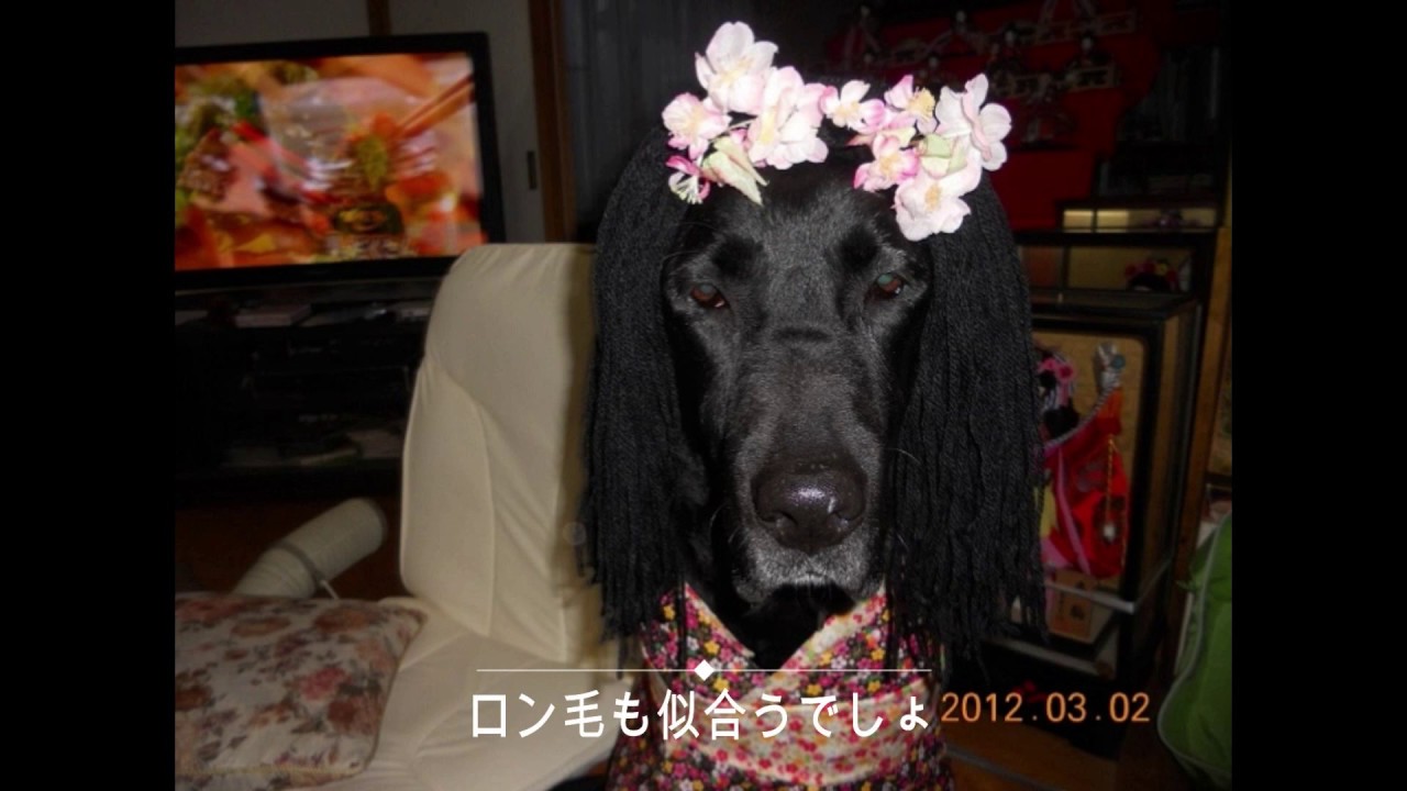 レオンの面白動画シリーズ（イベントコスプレ編）