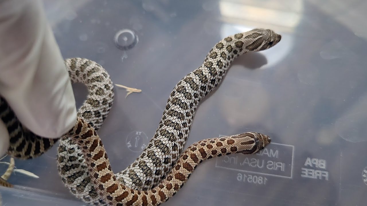 How I personally distinguish between arctic and normal hognose snakes