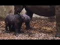 Op digitale kraamvisite bij neushoornbaby Diergaarde Blijdorp