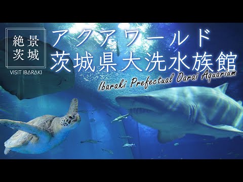 【絶景茨城】アクアワールド 茨城県大洗水族館｜VISIT IBARAKI,JAPAN