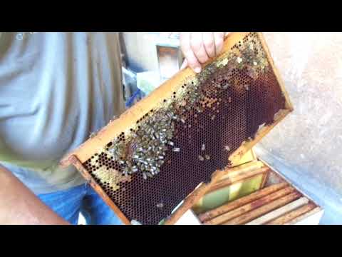 Vapnenasto leglo i postupak saniranja