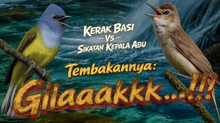 Download lagu MASTERAN FULL TEMBAKAN RAPAT BURUNG KERAK BASI   SIKATAN KEPALA ABU GACOR SUARA JERNIH  mp3