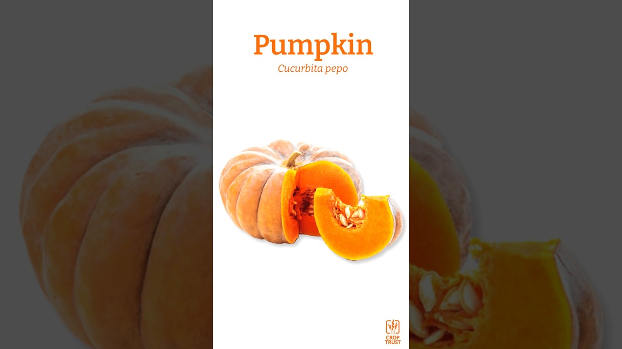 Opportunity Crops: Pumpkin - Hiding in Plain Sight