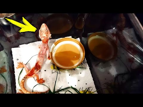 Woman Saves Abandoned Gecko In Park And Helps Him Completely Transform