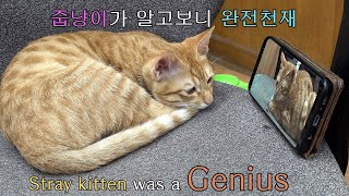 천재 고양이 랭이 (랭이 개인기)  - The stray kitten turned out to be a genius