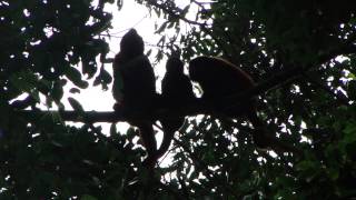 Red Howler Monkeys Bellowing