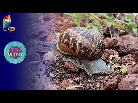 גיבורי החודש - חשוון - חיית החודש - שבלול - ערוץ הופ!