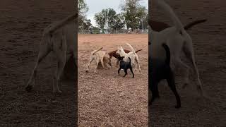 Video preview image #1 Mutt Puppy For Sale in San Diego, CA, USA