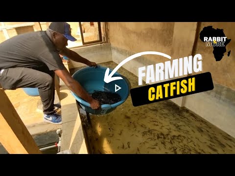 Catfish Farming: Introducing Juveniles to a New Pond