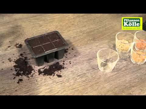 Basilikumsamen aussäen | Pflanzen-Kölle
