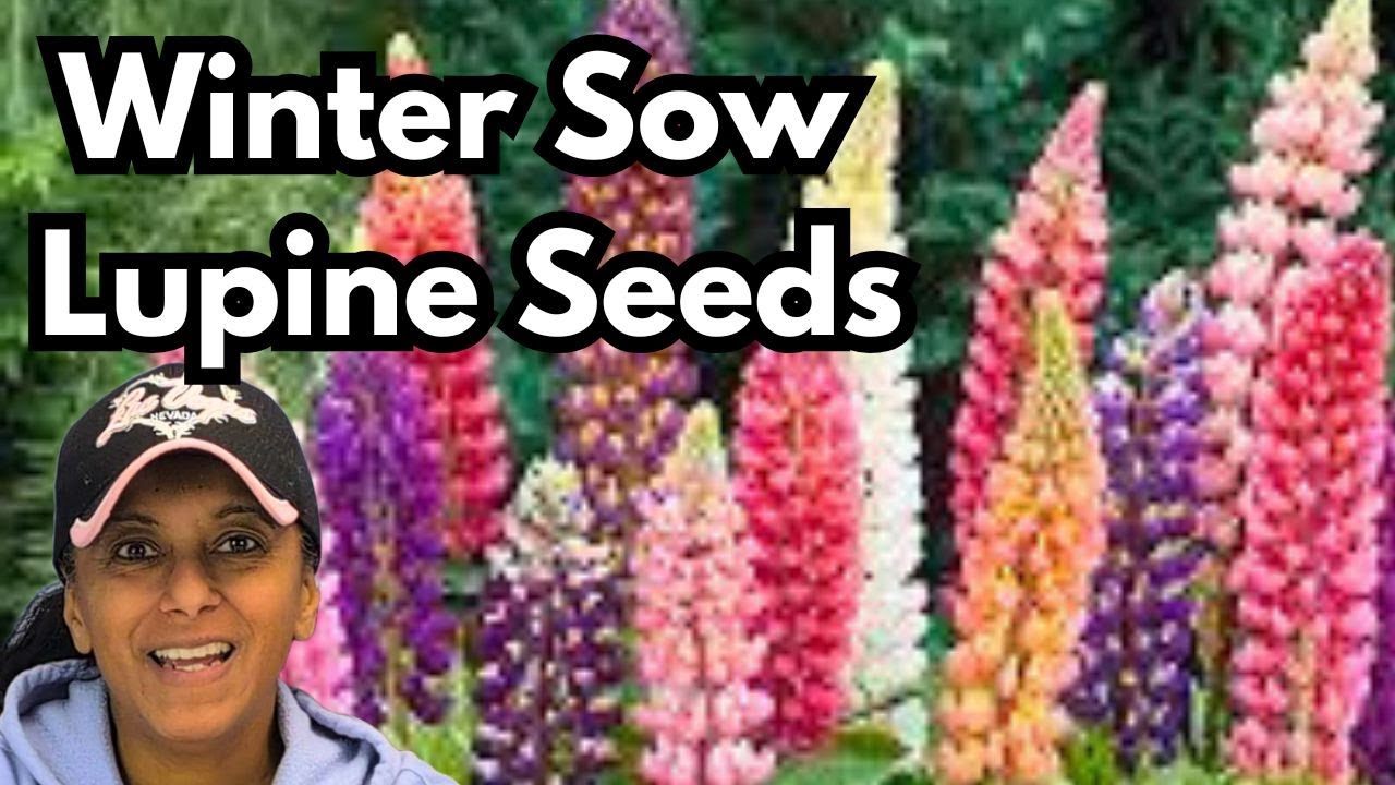 Growing Lupine From Seed | Lupins Native Flowers | Winter Sowing || Budget Gardening