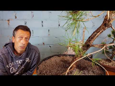 Waldkiefer eintopfen, ein Yamadori wird eingepflanzt, Der große Baum