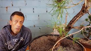 Waldkiefer eintopfen, ein Yamadori wird eingepflanzt, Der große Baum