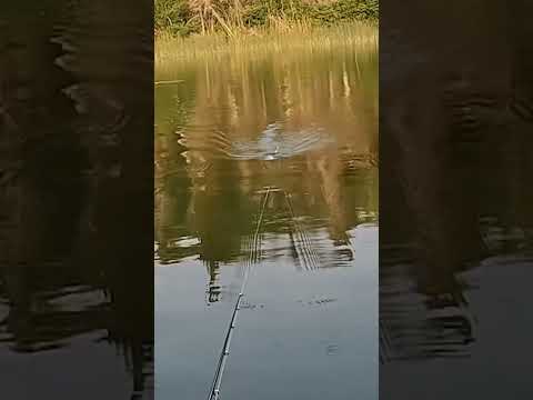 (WHOPPER PLOPPER) TopWater Bass Fishing 🎣