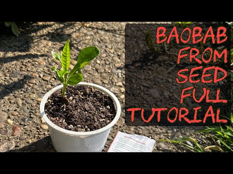 How to grow a Baobab tree from seed. Full tutorial. #gardening #baobab #tree