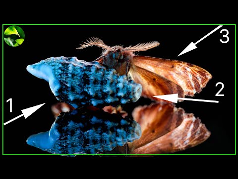 So einfach geht ein schönes Makro Foto Zuhause! 🔥🦋