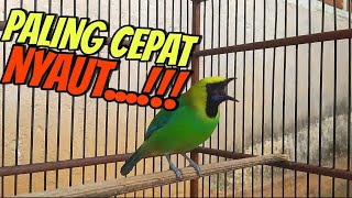 Download lagu Pancingan cucak ranting bahan agar cepat gacor mp3 Download lagu Pancingan cucak ranting bahan agar cepat gacor mp3