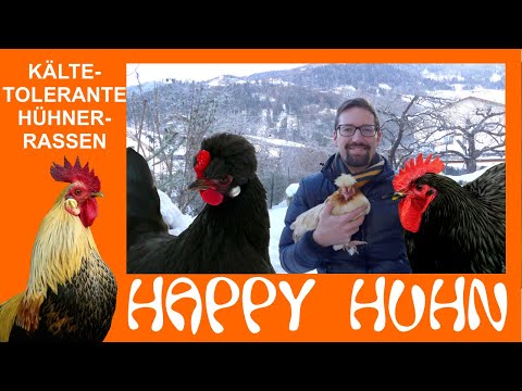 E124 Cold-tolerant chicken breeds in winter - HAPPY CHICKEN - robust, hardy chickens for the cold