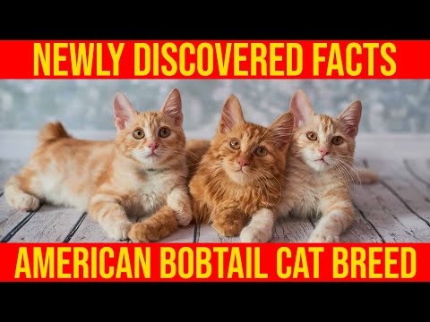 American Bobtail Cat Breeds,10 Newly Discovered Facts/ All Cats