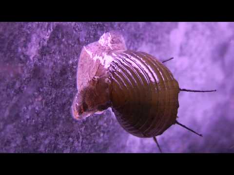 Aqua-Tropica "Das Original"- Haarschnecke, Haarige-Turmdeckelschnecke, Thiara Cancellata, Hair Snail