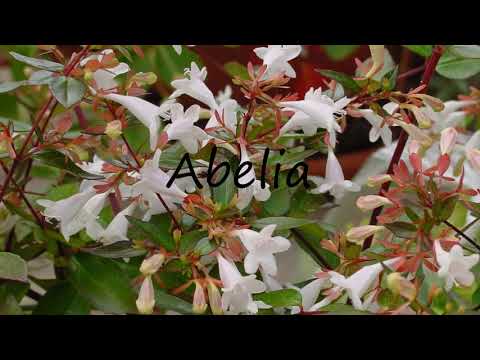 How to Pronounce Abelia?