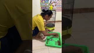 Download lagu move to the rice field ciblek bird first, b0lo #bird #chirpingmania #qinarabanyuwangi mp3