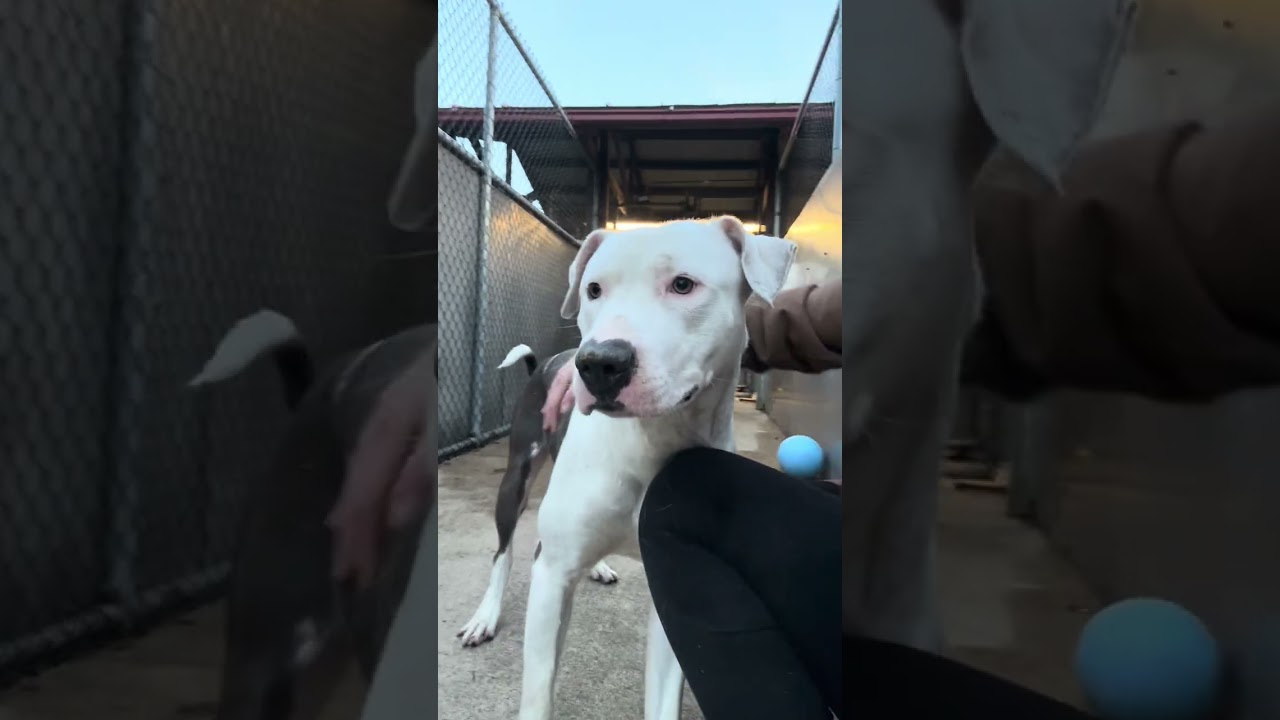 Enlarge Ellis, a ADOPTABLE Pit Bull Terrier in Chicago, IL video 5/5