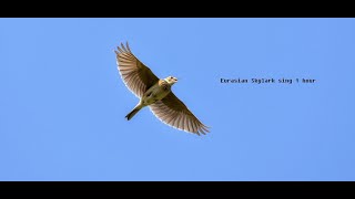 Eurasian Skylark sing 1 hour, Fantastic for Sleep