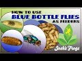 How to use Blue Bottle Flies As Feeders