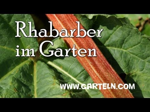 Rhabarber im eigenen Garten anbauen