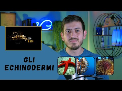 CHI SONO GLI ECHINODERMI? E COME SONO FATTI?- BIOMARE #16 - SUB H2O