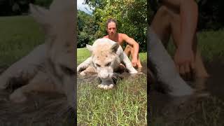 Download lagu Tiger hugs are the most intense hugs 😅🐯 savethetigers whitetiger tiger makeitawesome Kody Antle P mp3 Download lagu Tiger hugs are the most intense hugs 😅🐯 savethetigers whitetiger tiger makeitawesome Kody Antle P mp3